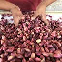 Antep fıstığı altınla yarışıyor