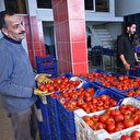Domates ihracatçılarının gözü 15 Ekim'de