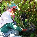 Kadın çiftçilere pozitif ayrımcılık talebi