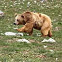 Bolu'da ayı saldırısı: 1 ölü