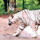 Kaplanlar bakıcıyı yedi
