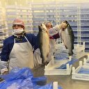 Japonlar Karadeniz somonunu sevdi
