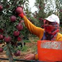 İtalyanların 'scarlet' elmasını Elazığ'da üretiyor