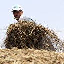 Çiftçiye yüzde 50 hibe desteği