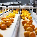 Narenciye'de üretimin yüzde 40'ı ihracata gidiyor