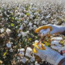 Türkiye GDO'suz yerli pamuk veriminde zirvede