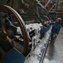 Türkiye GDO'suz pamuk veriminde lider ülke