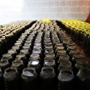 Manisa'nın salamura yaprağı İngiliz soflarında