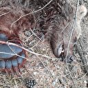 Nesli tükenmek üzere olan bozayıyı vurdu: İşte aldığı ceza