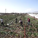 Tarım Bakanı'ndan flaş açıklama