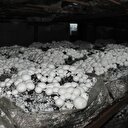 15 bin lirayla kurdu: Günde 200 kilo üretiyor
