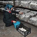 Girişimci ev hanımlarının yüzünü kültür mantarı güldürdü