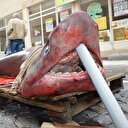 Lüleburgaz'da yarım tonluk köpek balığı görenleri şaşırttı