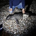 Nesli tükenme tehlikesi altında: Ağa takılarak öldü