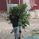 Hatay dünyaya defne yaprağı ihraç ediyor