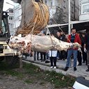 Yalova'da kıyıya vurdu: İş makinesiyle taşınabildi