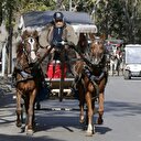 Adalarda korkutan salgın: İnsana da bulaşıyor