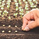 Yerli tohuma dünya talip