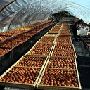 Cennet elmasını kuruttu gelirini katladı