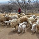 3 bin liraya çalışacak çoban bulunamıyor