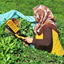 Çay üreticisine kilo başına 13 kuruş ödenecek
