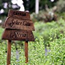 ÇAYKUR'dan sıfır kalorili şeker üretimi