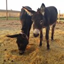 10 yılda at ve eşek sayısı azaldı