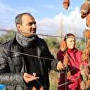 زوجان تركيان يدشنان تجربة ناجحة لتصدير "فاكهة الجنة" إلى بريطانيا