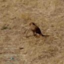 Kartalın yılan avı kamerada