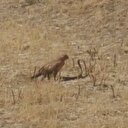 Kartal yılanı böyle avladı