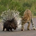 Kirpi leoparı alt etti