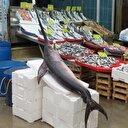 Çanakkale'de yakalandı: Görenleri şaşkına çevirdi