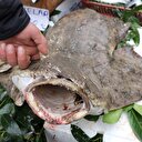 Görenlerin ilgisini çekti