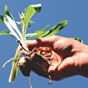 Anadolu toprakları
saleple buluşuyor