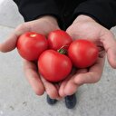Rusya'dan domates müjdesi