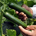 Fiyatı yüzde 40 arttı, şampiyon oldu