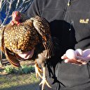 Tanesi 40 liradan kapış kapış satılıyor