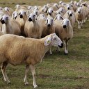 Köyüne geri dönene 300 koyun+maaş