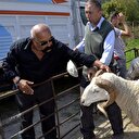 300 koyun+maaş heyecana yol açtı