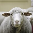 Köyüne dönene '300 koyun artı asgari ücret' desteği