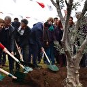 Tece sahiline tepki için zeytin ağacı dikildi
