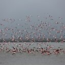 Gala Gölü'nün pembe tüylü misafirleri göçü bekliyor