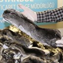 Atatürk Havalimanı'nda çinçila ve astragan derisi ele geçirildi