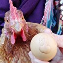 Tavuk '1' yazılı yumurta yumurtladı
