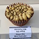Yerli patates başlıyor