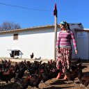 Ev hanımıyken tavuk çiftliği sahibi oldu