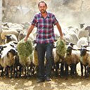 300 koyun projesine
başvuru başladı