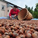 Çinliler Türk fındığını sevdi