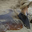 'Mesir macunu' yurt dışına açıldı