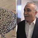 Fakıbaba "300 koyun" projesine açıklık getirdi